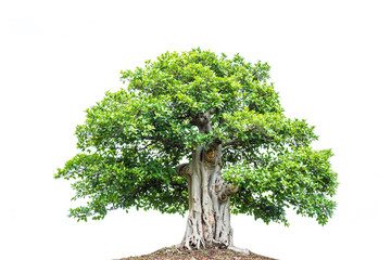 A big tree with green leaves isolated over white background