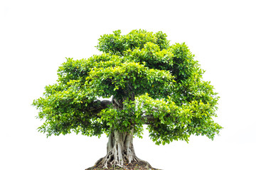 A big tree with green leaves isolated over white background