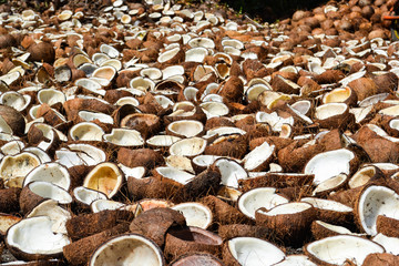 A farm full of coconut and shells