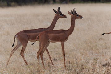 Springbok in Nature