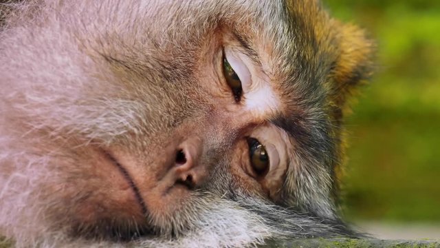 Funny monkey taking a nap and tries to sleep. Close-up view of closing eyes and dozed face of Asian Macaque