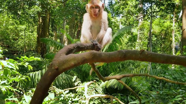 Funny little monkey macaque in green lush forest of tropical jungle in Asia
