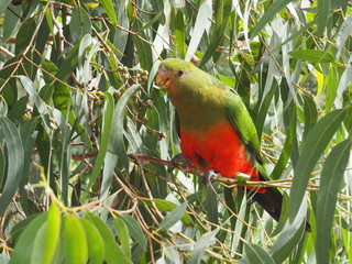 perroquet rouge et vert