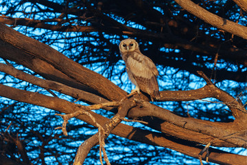 Owl in Nature 