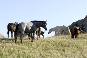 Wild Horses in Theodore Roosevelt National Park