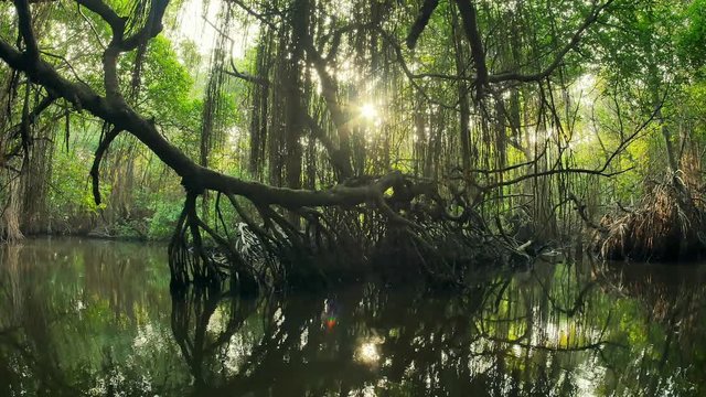 Sun light twinkles between tree silhouettes and reflecting on calm water. Amazing nature beautiful landscape of dense vegetation in evergreen jungle forest with mangroves growing on tranquil river