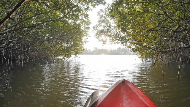 Summer vacation sport activity. Exploring wild tropical mangrove forest on canoe