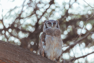 Owl in Nature 
