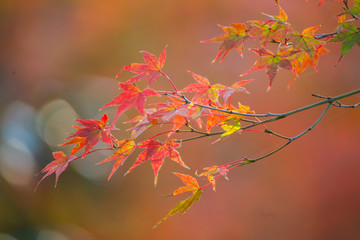 Maple leaves change color in autumn season.