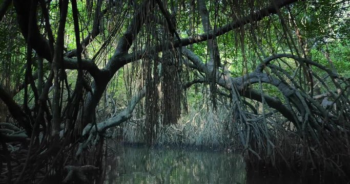Saline swamp with mangrove plants flooded by tide growing in natural ecosystem of tropical forest near coast of Sri Lanka. Large old trees with bent and twisted roots hanging from above grow on sides
