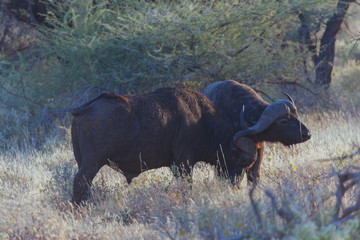 African Buffalo cape buffalo