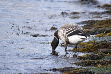 水際で海藻を食べる一羽のコクガン