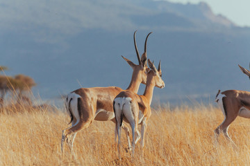 Springbok in Nature 