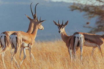 Springbok in Nature 