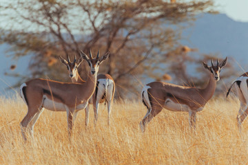 Springbok in Nature 