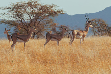 Springbok in Nature 
