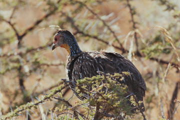 Wild bird in Africa 