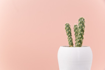 Cactus in white pot on pink background