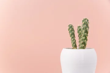Schilderijen op glas Cactus in white pot on pink background © alkerk