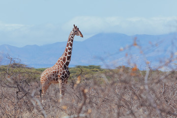 Fototapeta premium Giraffe in Nature