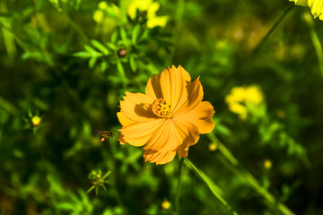 Close up Cosmos  flower and bee in Cosmos field.