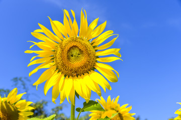Close up sunflowers with blue sky background