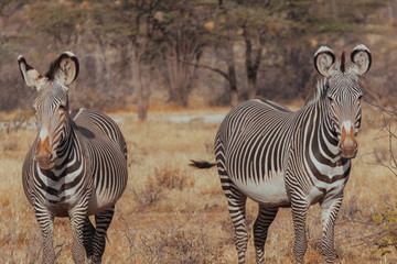 Naklejka na ściany i meble Zebra in Nature 