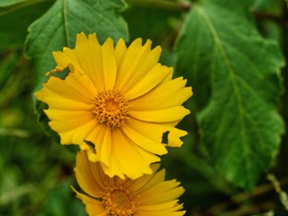 yellow summer daisy