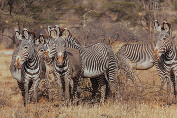 Fototapeta na wymiar Zebra in Nature 
