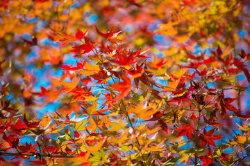 Fototapeta na wymiar Maple leaves change color in autumn season
