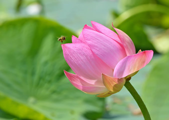 A beautiful Lotus Bud ready to open.