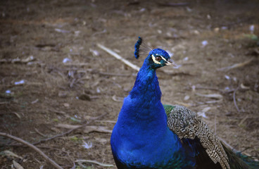 Fototapeta premium Peacock