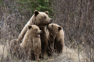 Fototapeta premium Grizzly mit Jungen wildlife