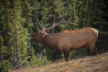 Bull Elk