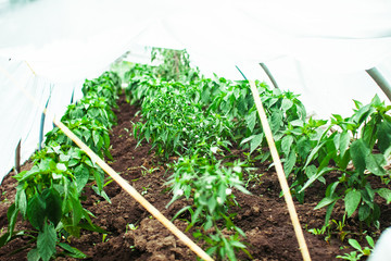 the beds in the greenhouse