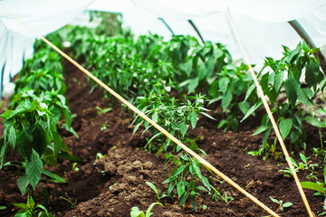 the beds in the greenhouse