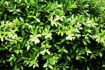Fototapeta na wymiar close up image of benjamina ficus green leaves