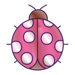 ladybug insect small icon animal vector illustration drawing design