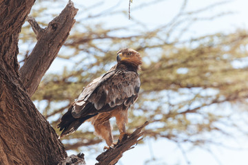 Bird of prey, Eagle 
