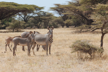 Fototapeta na wymiar Zebra in Nature