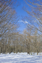 Snow forest