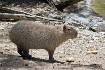 capybara