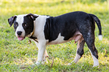 Bulldog puppies in black and white