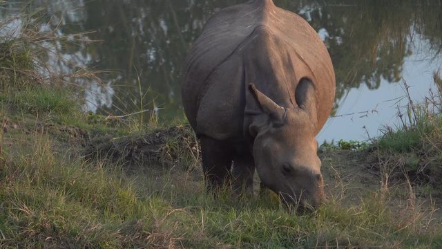 Young greater one-horned rhino (Rhinoceros unicornis)