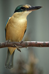 red backed kingfisher