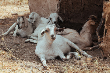 African goat - 189568569