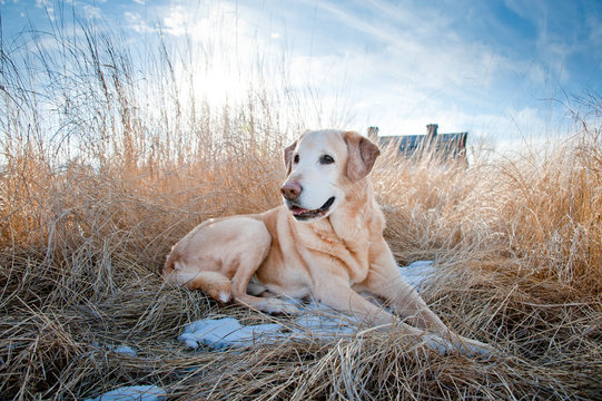 Yellow Labrador Retriever in field