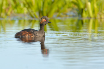 Black-necked grebe (Podiceps nigricollis)