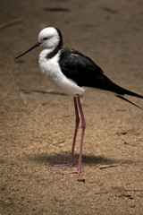 black winged stilt