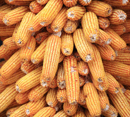 The mature corn